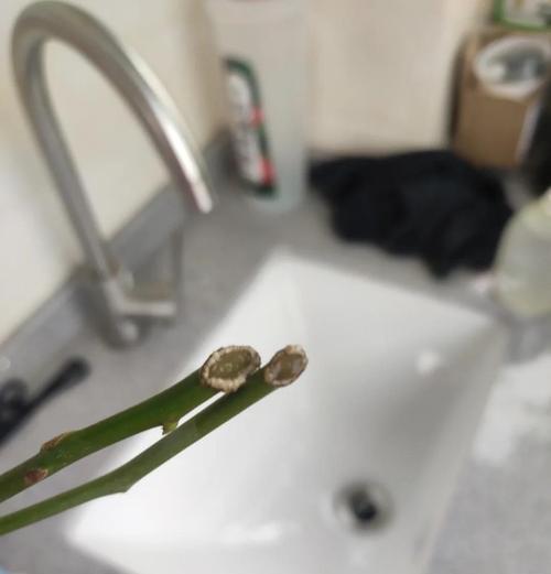 月季繁殖的有效方法是什么？