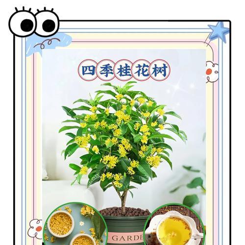 四季桂不开花怎么办？