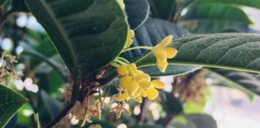 四季桂不开花怎么办？