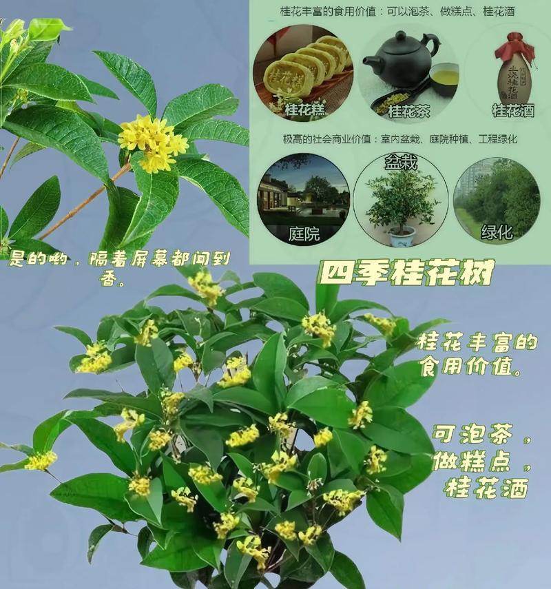 桂花树养殖的技巧和常见问题解答？