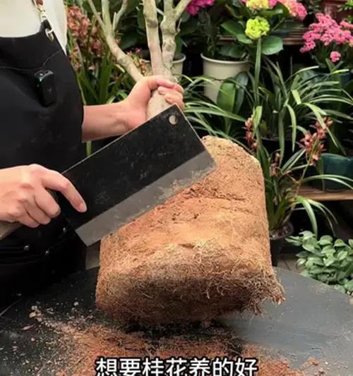 桂花树养殖的技巧和常见问题解答？