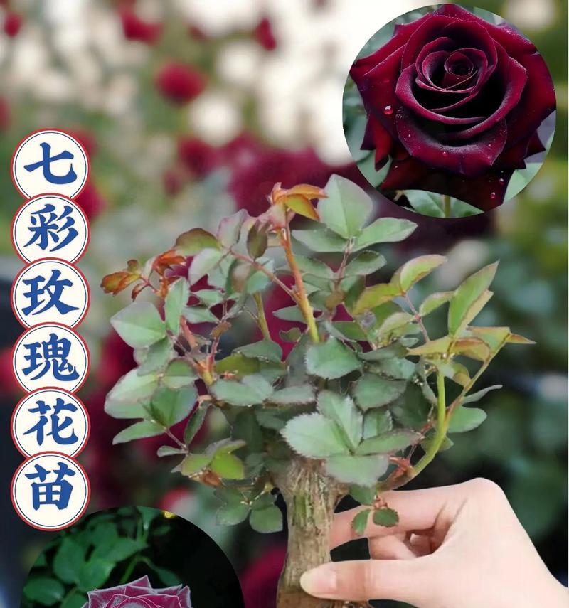 月季苗的栽种方法是什么？月季苗栽种的注意事项？