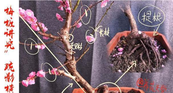 虎刺梅修剪的最佳时机是什么时候？修剪后如何促进新枝生长？