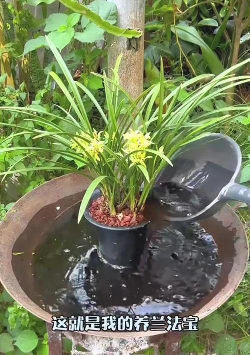 水养兰花的养护技巧和常见问题解答？