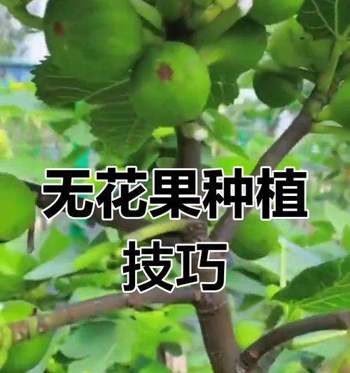 盆栽无花果修剪方法有哪些？