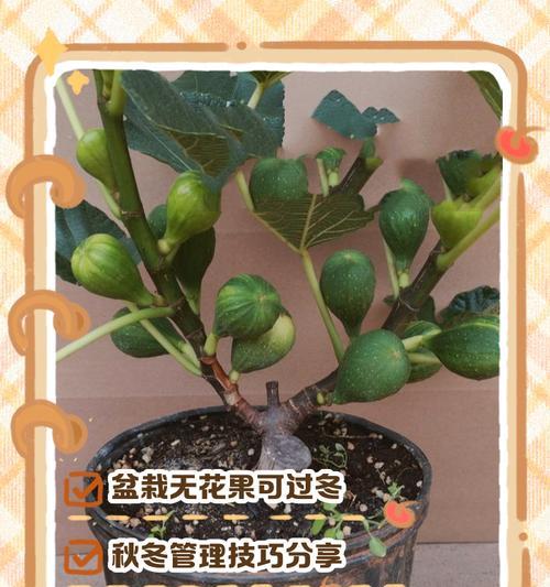 盆栽无花果修剪方法有哪些？