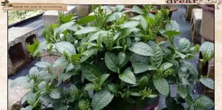 珠兰的养护方法是什么？怎样才能让珠兰花开得更美？