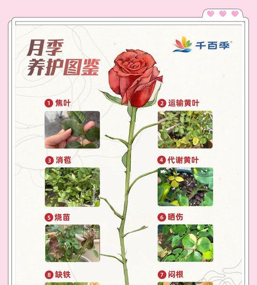 大月季花的养植方法是什么？需要注意什么？