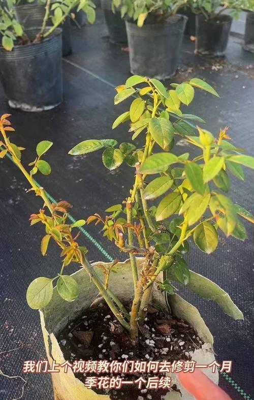 大月季花的养植方法是什么？需要注意什么？
