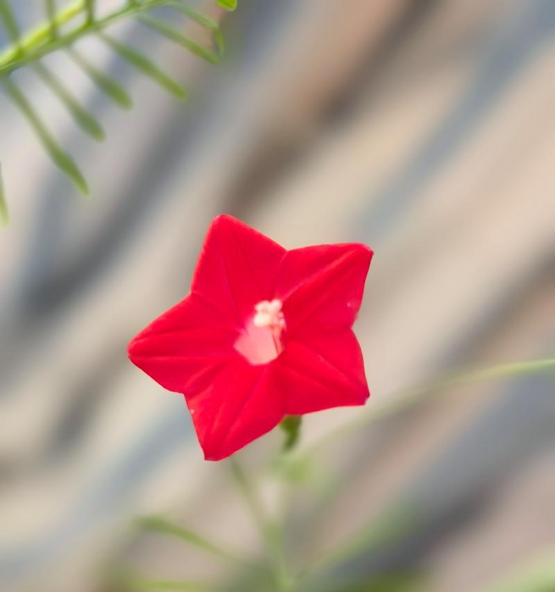 茑萝的开花时间是什么时候？如何种植？