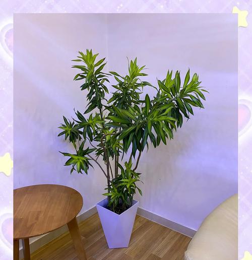 金百合竹的养殖技巧和注意事项有哪些？