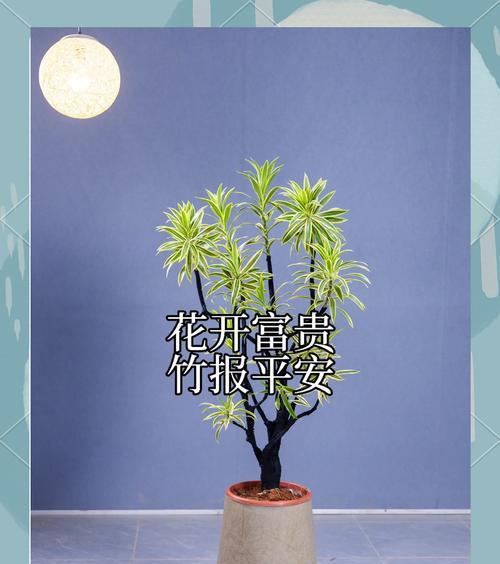 金百合竹的养殖技巧和注意事项有哪些？