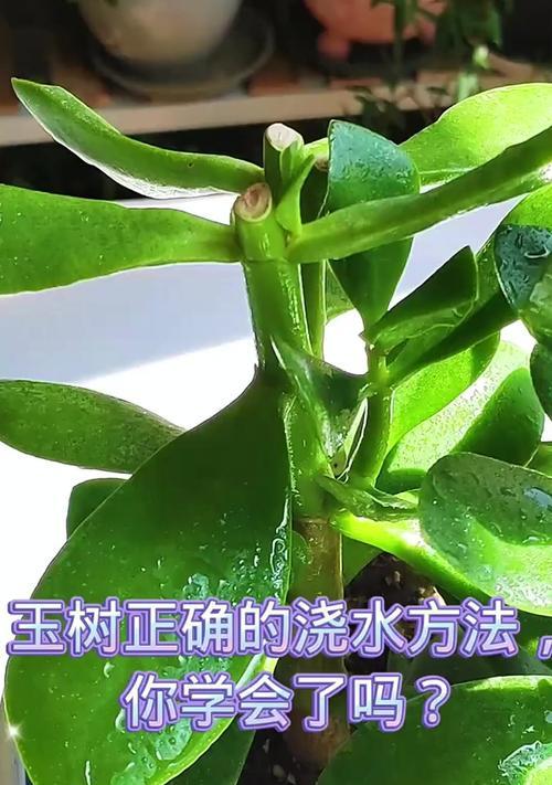 植物浇水的正确方法和注意事项是什么？