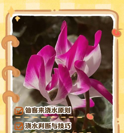 植物浇水的正确方法和注意事项是什么？