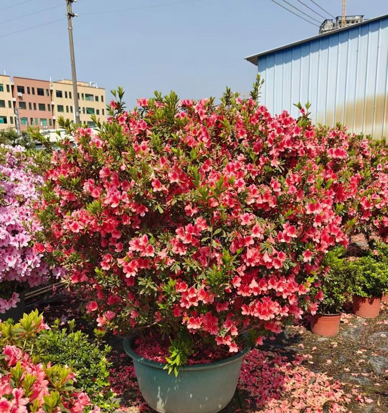 如何养杜鹃花？杜鹃花的养护技巧和常见问题解答？