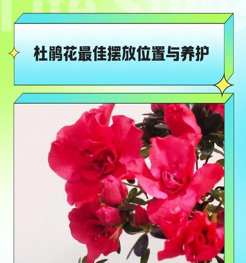 如何养杜鹃花？杜鹃花的养护技巧和常见问题解答？