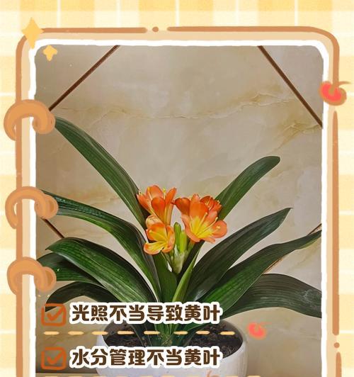 君子兰叶子出现黄斑怎么办？如何防治？