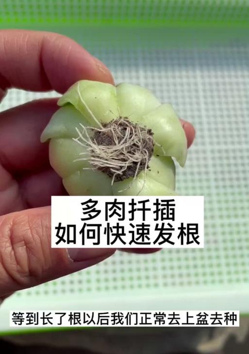 天狗之舞的养护方法是什么？