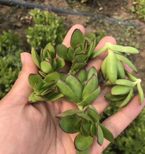 天狗之舞的养护方法是什么？
