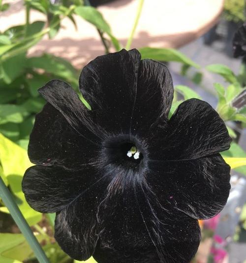 黑色的花有哪些种类？黑色花的特性和象征意义是什么？