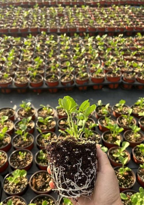 花毛茛种子的种植步骤和技巧是什么？