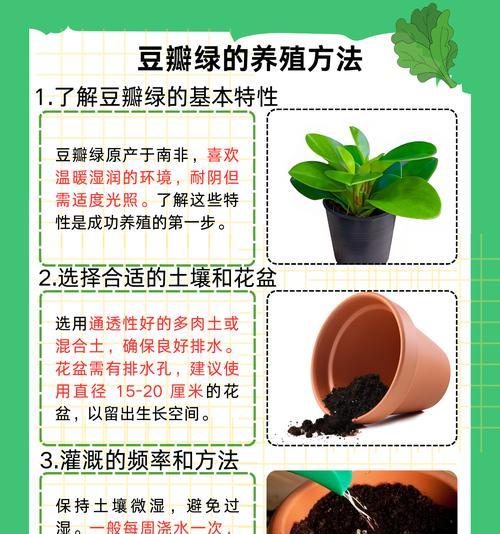 轮叶豆瓣绿的护养技巧是什么？