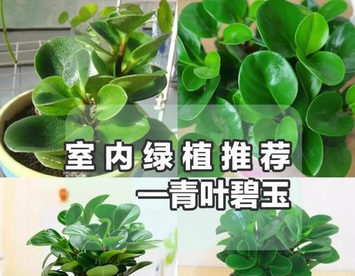 轮叶豆瓣绿的护养技巧是什么？