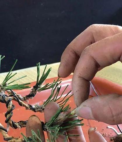 黑松的土壤选择有什么讲究？如何正确种植黑松？