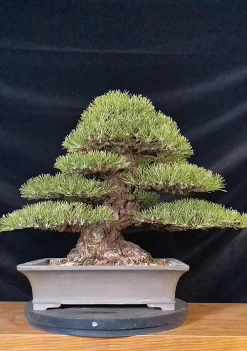 黑松的土壤选择有什么讲究？如何正确种植黑松？