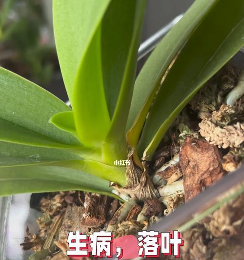 盆景掉叶子是什么问题？如何处理？