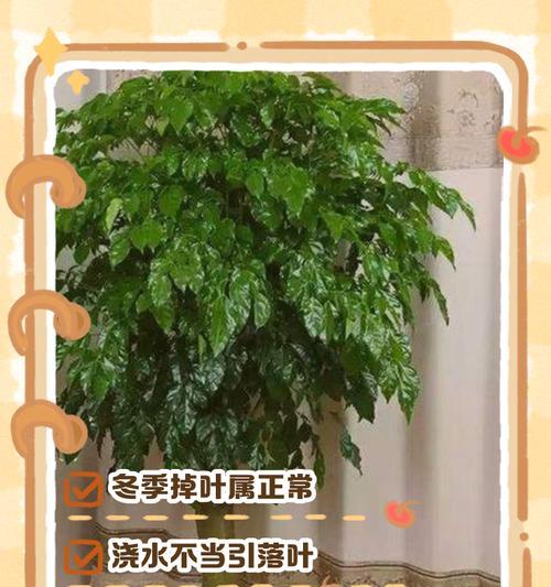 盆景掉叶子是什么问题？如何处理？