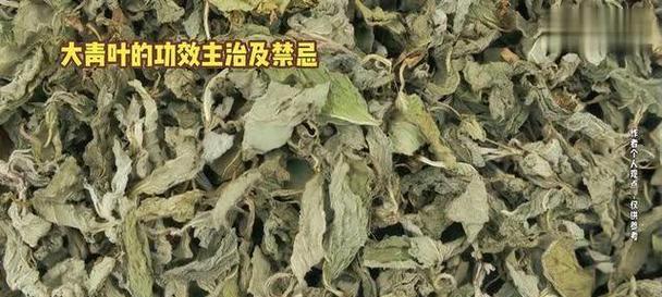大青叶盆栽的养护要点？如何保持其叶片翠绿？