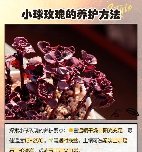 小玫瑰的养护要点是什么？怎样才能养出鲜艳的小玫瑰？