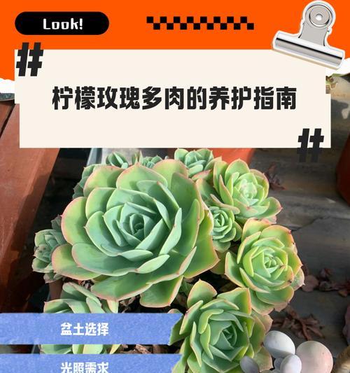 小玫瑰的养护要点是什么？怎样才能养出鲜艳的小玫瑰？