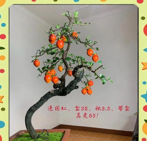 盆栽植物适合使用哪种土壤？