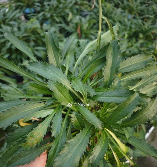 西洋滨菊种植与管理技巧？