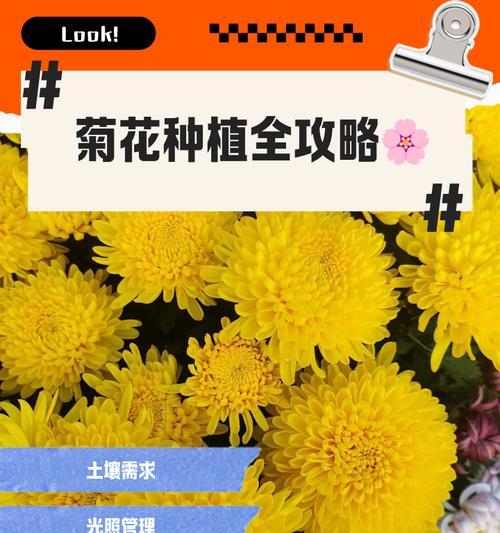 西洋滨菊种植与管理技巧？