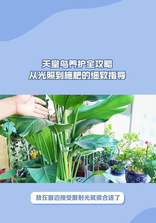 鹤望兰的养殖方法有哪些？