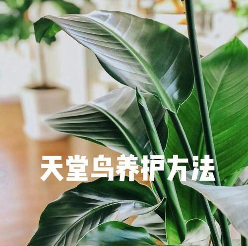 鹤望兰的养殖方法有哪些？