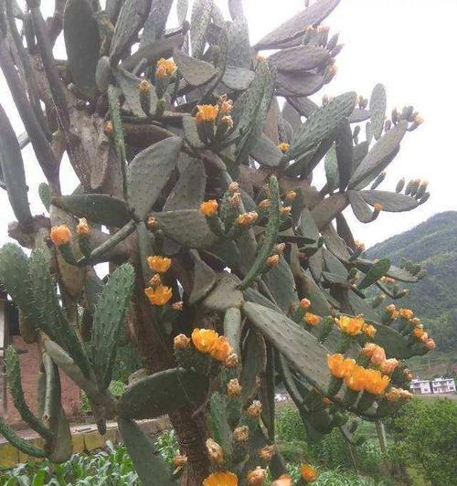 仙人掌生长的环境条件是什么？