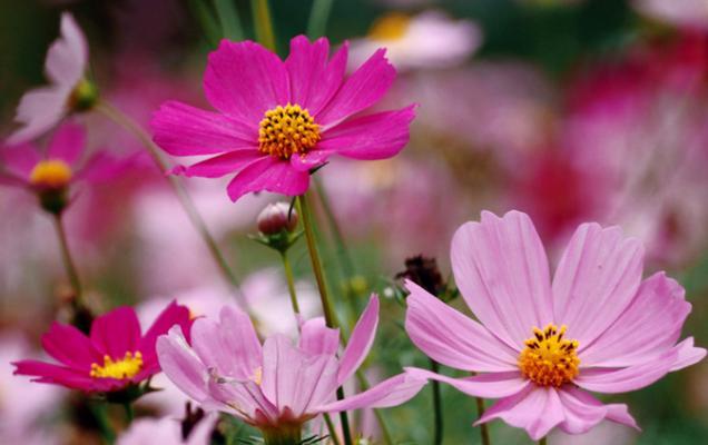 格桑花品种有哪些？如何选择和种植格桑花品种？
