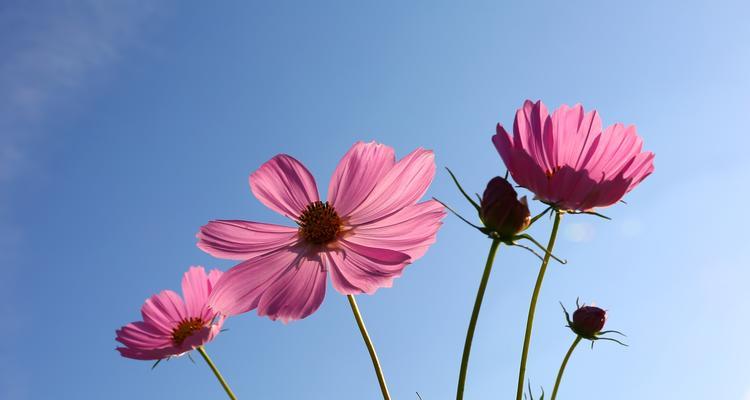格桑花品种有哪些？如何选择和种植格桑花品种？