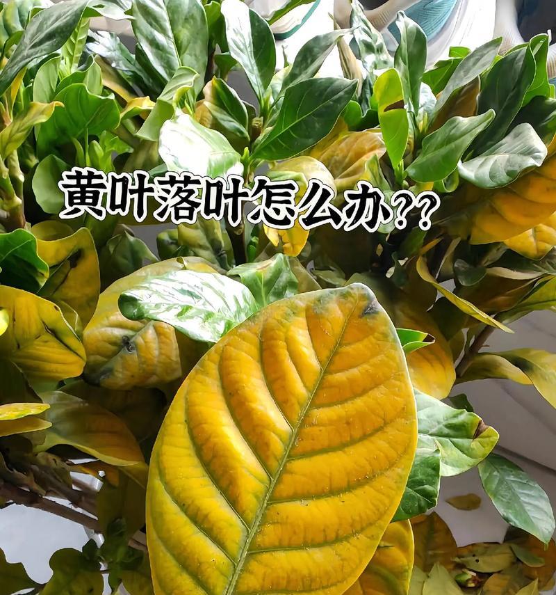 百合叶子黄了是什么原因？如何处理？