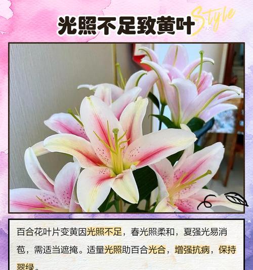 百合叶子黄了是什么原因？如何处理？
