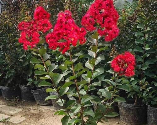 庭院木本花卉有哪些种类？如何选择适合庭院的木本花卉？