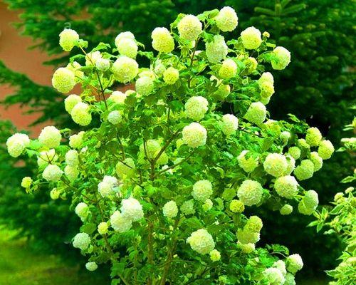 庭院木本花卉有哪些种类？如何选择适合庭院的木本花卉？