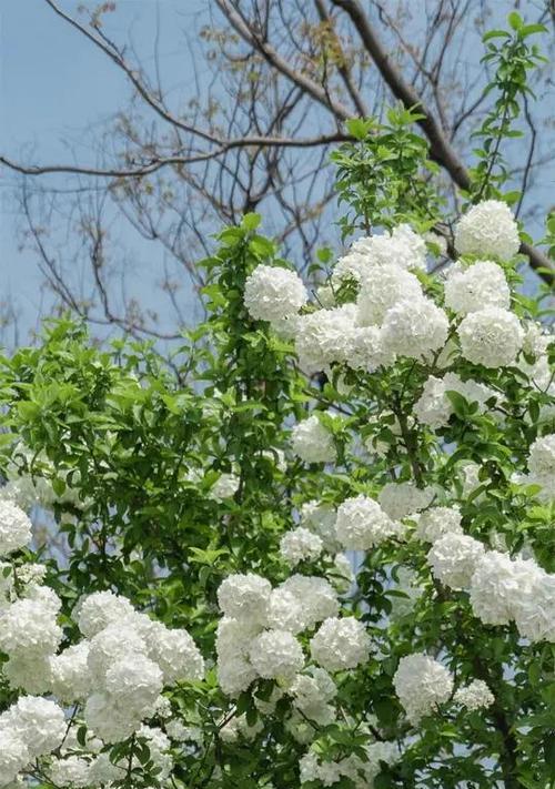 庭院木本花卉有哪些种类？如何选择适合庭院的木本花卉？