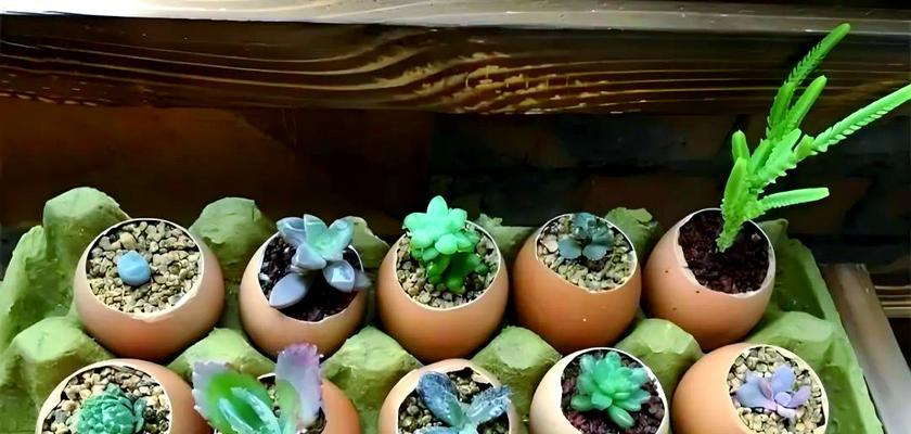 蛋壳作为肥料的使用方法是什么？如何利用蛋壳促进植物生长？