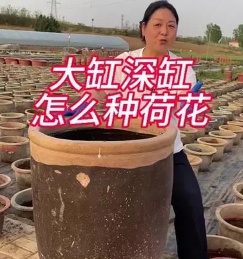 荷花养殖的技巧有哪些？如何保证荷花的生长？
