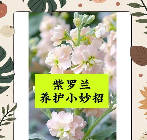 重瓣紫罗兰繁殖方法是什么？